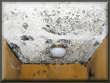 Mold Removal Boca Raton Mold removal Parkaland