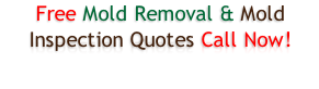 Best Mold Company Palm Beach